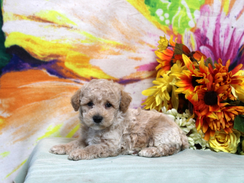 puppy, for, sale, Toy Poodle, Matthew B. Stoltzfus, dog, breeder, Gap, PA, dog-breeder, puppy-for-sale, forsale, nearby, find, puppyfind, locator, puppylocator, aca